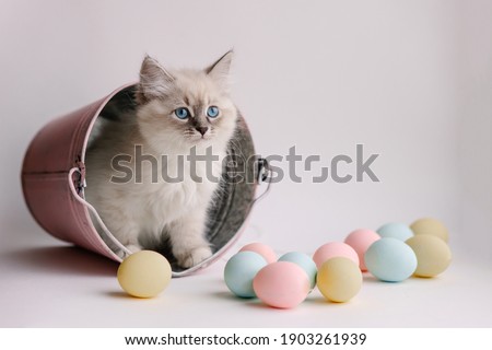Beautiful white kitten with blue eyes. The Neva Masquerade breed. Easter greeting card background. Kitten with eggs, spring mood. Copy space. Gentle tone saver . Cute funny furry adorable pet wallaper