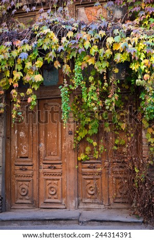 Cascades of autumn colored Ivy leaves falling down the old wooden door of the old half ruined house in Tbilisi, narrow street.