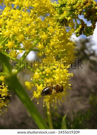 Similar – Image, Stock Photo blooming giant fennel in Sicily