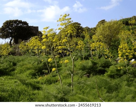 Similar – Image, Stock Photo blooming giant fennel in Sicily