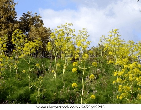 Similar – Image, Stock Photo blooming giant fennel in Sicily