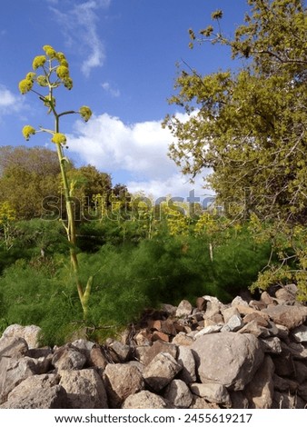 Similar – Image, Stock Photo blooming giant fennel in Sicily