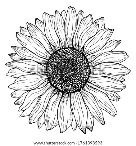 Free Free 86 White Sunflower Clipart Png SVG PNG EPS DXF File