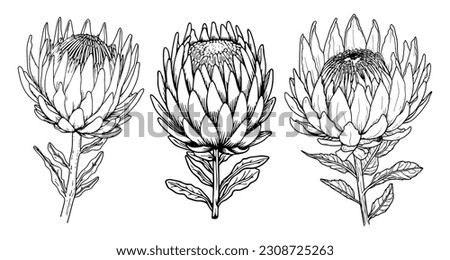 Similar – Image, Stock Photo Protea or King Protea (Protea cynaroides)