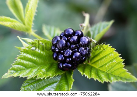 Similar – Image, Stock Photo Blackberries close-up image. Ripe blackberry fruits