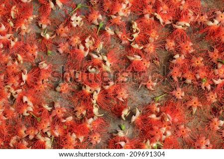 Full frame background of pink exotic flowers - Barringtonia .