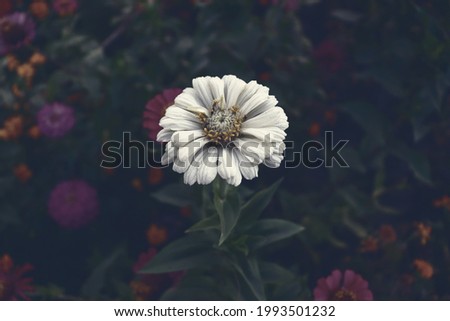 Flower background. Nature wallpaper. Delicat romantic flowers backgrounds. Garden backdrop Imagine de stoc © 