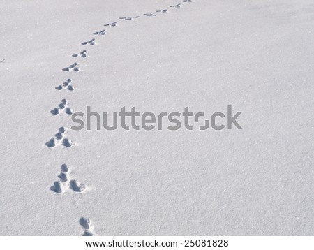 animal tracks fading away in the fresh snow