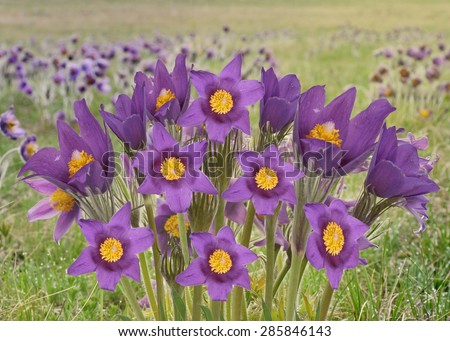 Flowers first spring pasqueflower



flowers the first spring chamber in ordinary field