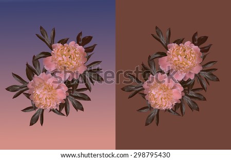 Background for greeting card with flowers peony, delicate colors on the backgrounds, brown, lilac, pink, colors. Isolated.