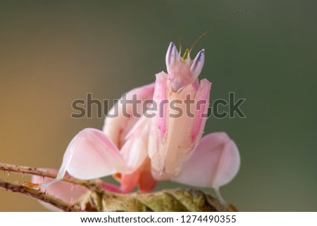 Orchid Mantis In Southeast Asia Images And Stock Photos - 