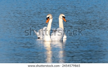 Similar – Image, Stock Photo Two swans on the Tiefen See swim to dinner together