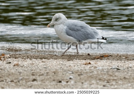 Similar – Foto Bild Silbermöwe am Hafen wartet auf Futter