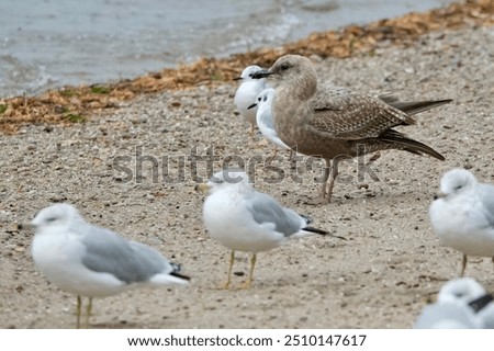 Similar – Foto Bild Silbermöwe am Hafen wartet auf Futter