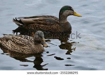 Similar – Image, Stock Photo Swimming mallard in the sunshine