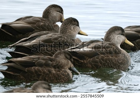 Similar – Image, Stock Photo Black duck on lake in mountains