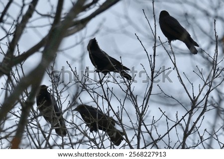Similar – Image, Stock Photo Crow on bare tree raven