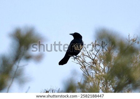 Similar – Image, Stock Photo Crow on bare tree raven