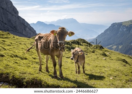 Similar – Foto Bild auf der Alm Umwelt Natur