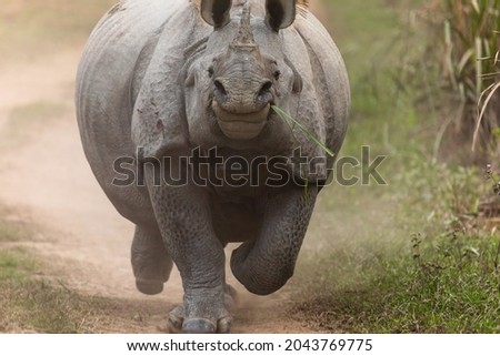 In fornt of Rhino- Indian rhinoceros (Rhinoceros unicornis) or Indian rhino, greater one-horned rhinoceros or great Indian rhinoceros at Kaziranga, Assam, India