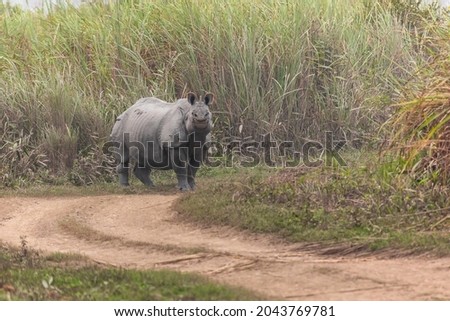 Indian rhinoceros (Rhinoceros unicornis) or Indian rhino, greater one-horned rhinoceros or great Indian rhinoceros at Kaziranga, Assam, India