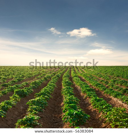 potato field on a sunset under blue sky landscape