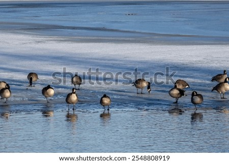 Similar – Image, Stock Photo Frosted bank of river with bare trees