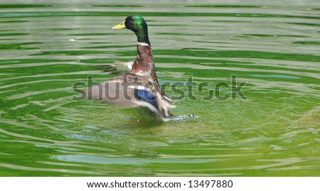 Mallard Duck Splashing in Water (Water off a Duck\'s Back)