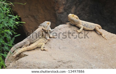 Lizards (Two against One)