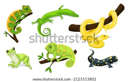 Reptile vector animal reptilian character. Serpent, reptile and amphibians, frog, iguana and python vector illustration set. Cartoon exotic amphibian and reptiles