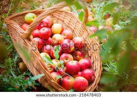 Basket with apples in a garden