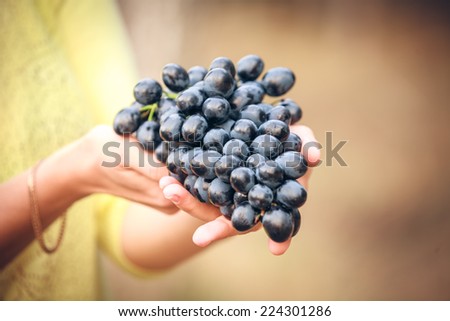 Hand Holding Fresh Red Bunch of Grapes