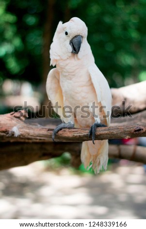 

Białe papuga siedzi na drewno Zdjęcia stock © 