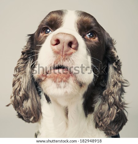 Springer Spaniel Portrait with facial expression.