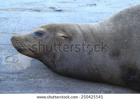 Sleepy seal resting after a long day at sea