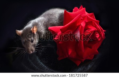 Black rat and red rose on black background
