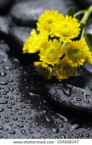 bouquet of chrysanthemum with zen stones and water drops