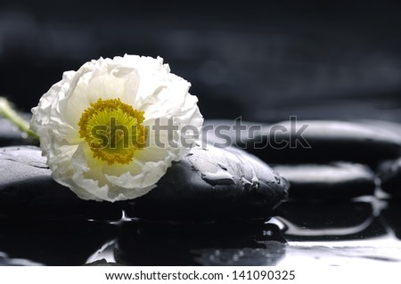 Still life with White poppy flower with therapy stones