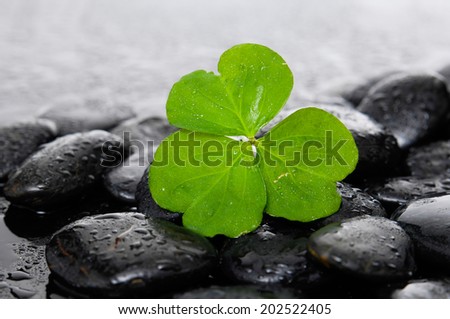 Macro of Shamrock leaf and wet stones on wet background