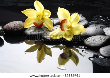 still life with orange orchid with water drops