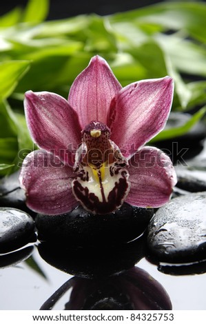 gorgeous pink orchid and green bamboo leaf with stone reflection