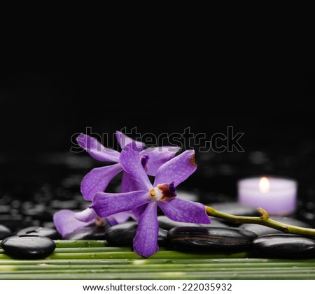 Branch orchid with candle with green plant stem
