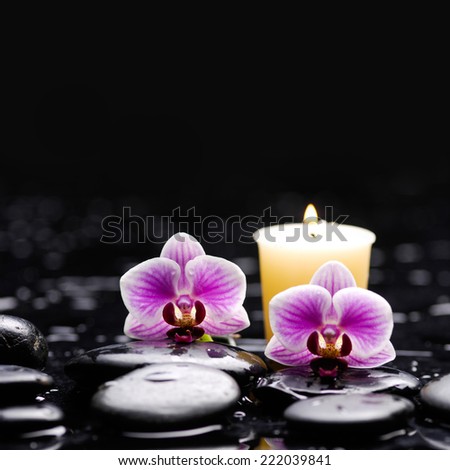 spa concept Ã¢Â?Â?red orchid with zen black stones ,candle