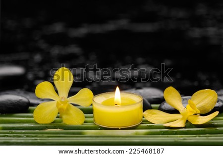 spa concept orchid with candle with row of plant green stem