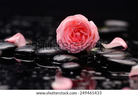 Still life with Pink rose with therapy stones