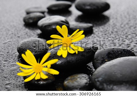 two yellow Gerbera with wet stones on wet