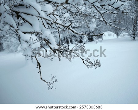 Similar – Image, Stock Photo Snow berries on bare branches