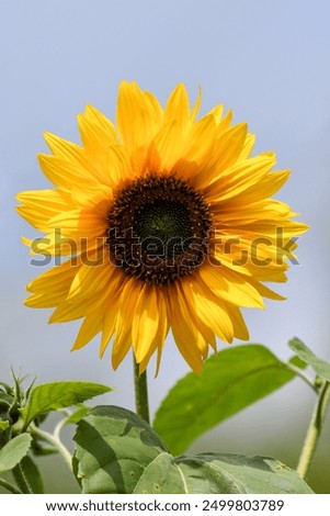 Similar – Image, Stock Photo sunflowers Sunflower