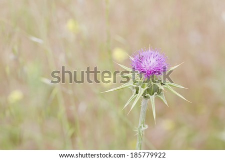 Milk Thistle (Silybum marianum). Also known as Marian\'s Thistle, St. Mary\'s Thistle, Holy Thistle, and Blessed Thistle. Historically used as a medicinal herb. An invasive species in many areas.