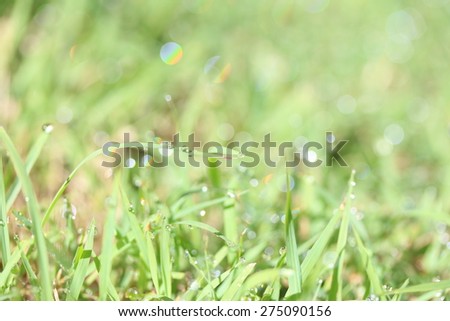 Morning Dew On The Winter Grass